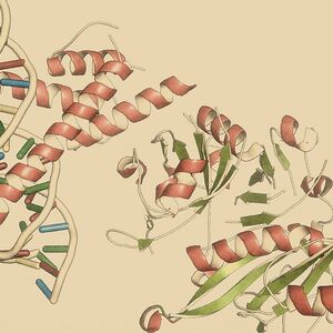  an illustration of one such HIF protein